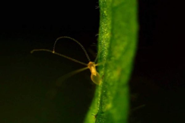 Кракен онлайн